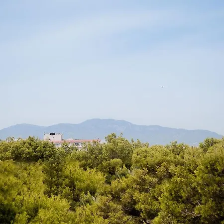Vibra Palma Cactus Πλάγια Ντε Πάλμα